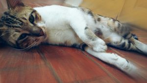 Cara Mengalahkan Kemalasan