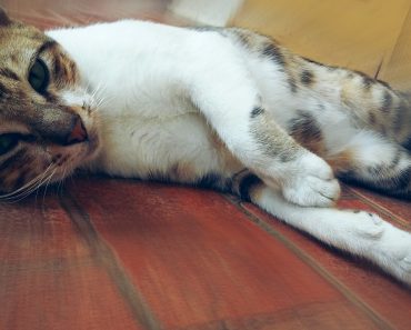 Cara Mengalahkan Kemalasan