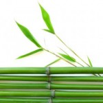 1198056_bamboo