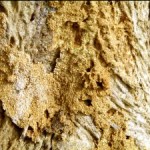 943778_termite_formation