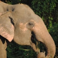 gajah